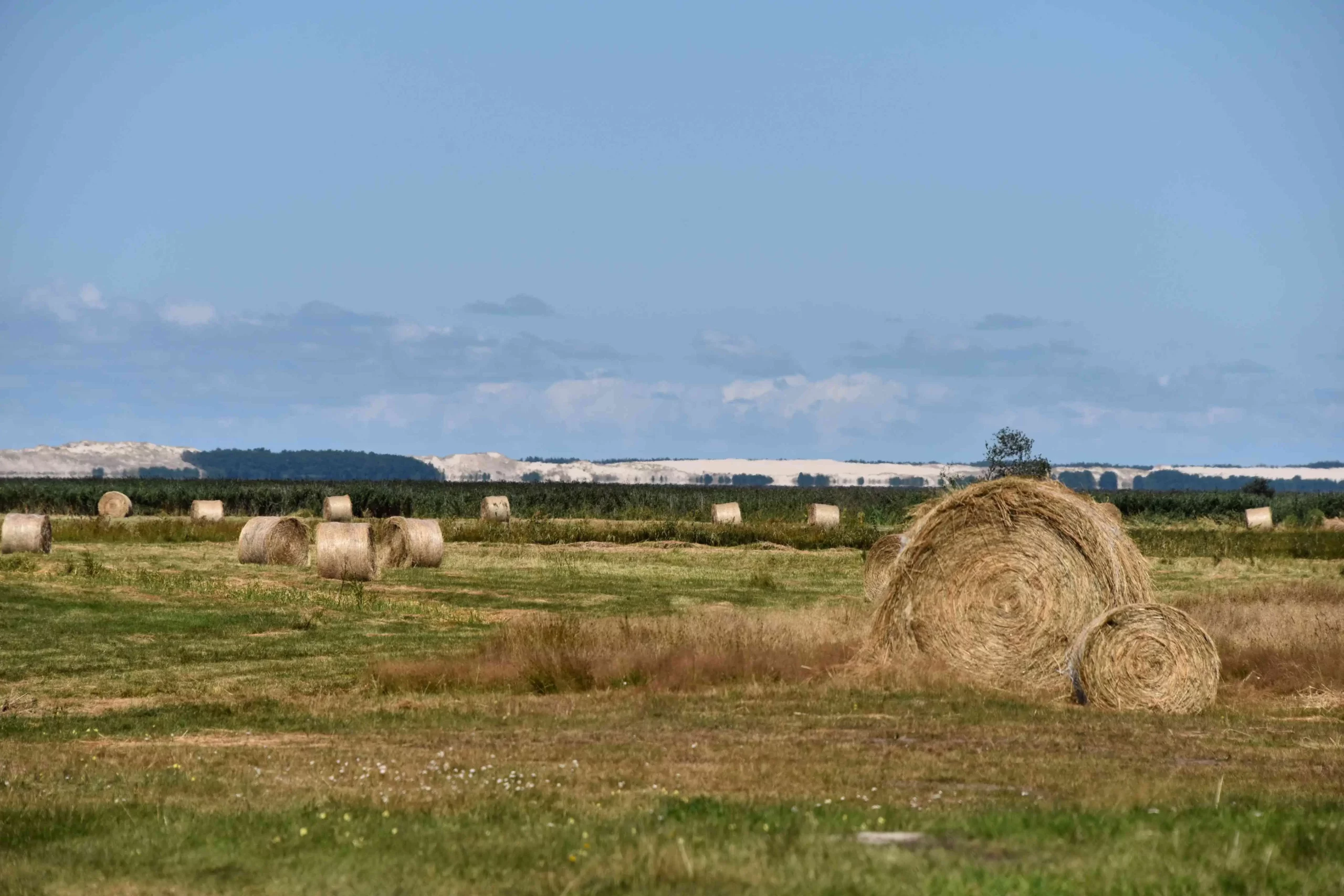 Pole pszenica kukurydza sianokosy