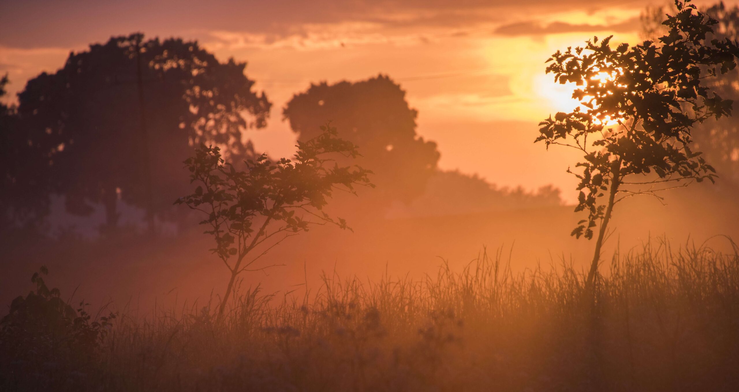 Harvium - hurtownia warzy i owocow